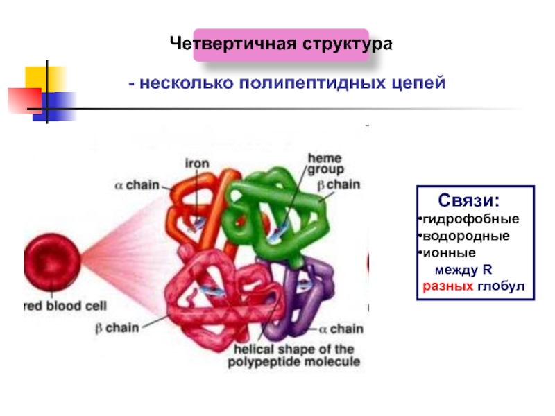Образование пептидных связей структура белка