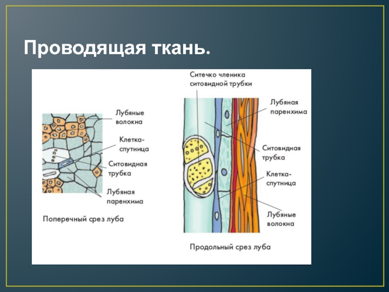 Ситовидные трубки клетки спутницы лубяные волокна клетки. Ситовидные трубки луба. Ситовидные трубки и лубяные волокна. Ситовиднве струбки и Луб. Сходства и различия сосудов и ситовидных трубок