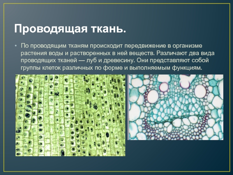 Структуры проводящих тканей растения. Трахеиды ткани растений. Проводящая ткань растений. Проводная ткань растений. Клетки проводящей ткани растений.