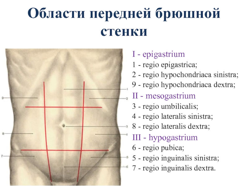 Области живота схема с названиями