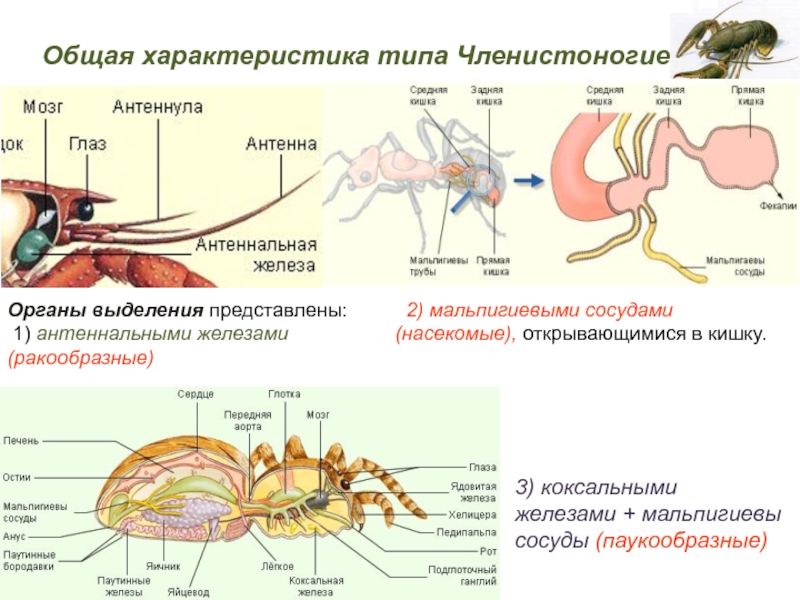 Выделительная система животного изображенного на рисунке представлена зелеными железами