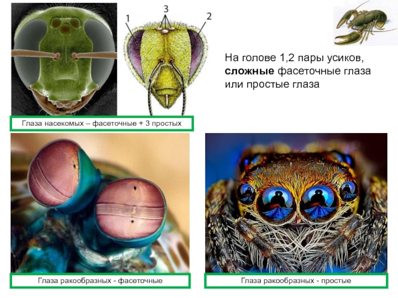 Глаза насекомых имеют. Фасеточное зрение ракообразных. Фасеточные глаза насекомых. Фасеточные глаза у ракообразных. Зрение членистоногих.