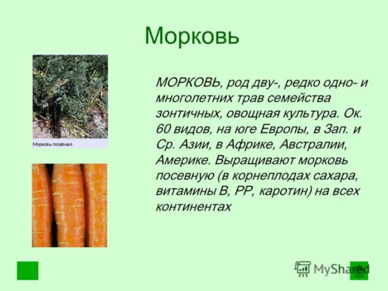 Рассказ об овощной культуре морковь