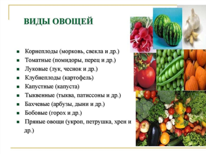 Овощные культуры картофель доклад