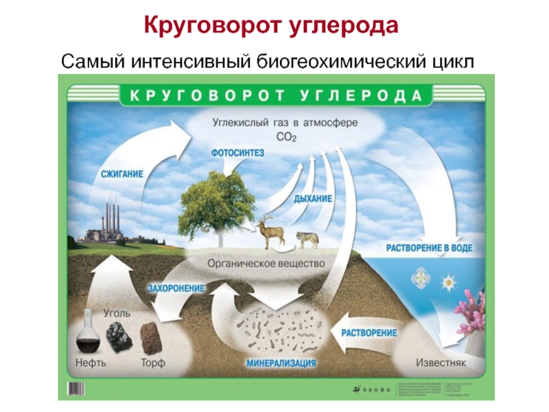 Схема биогеохимического цикла углерода