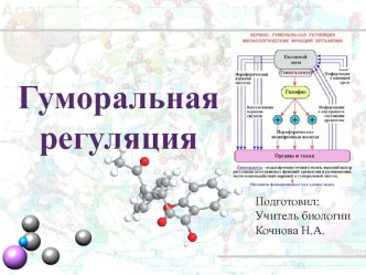 Гуморальная регуляция