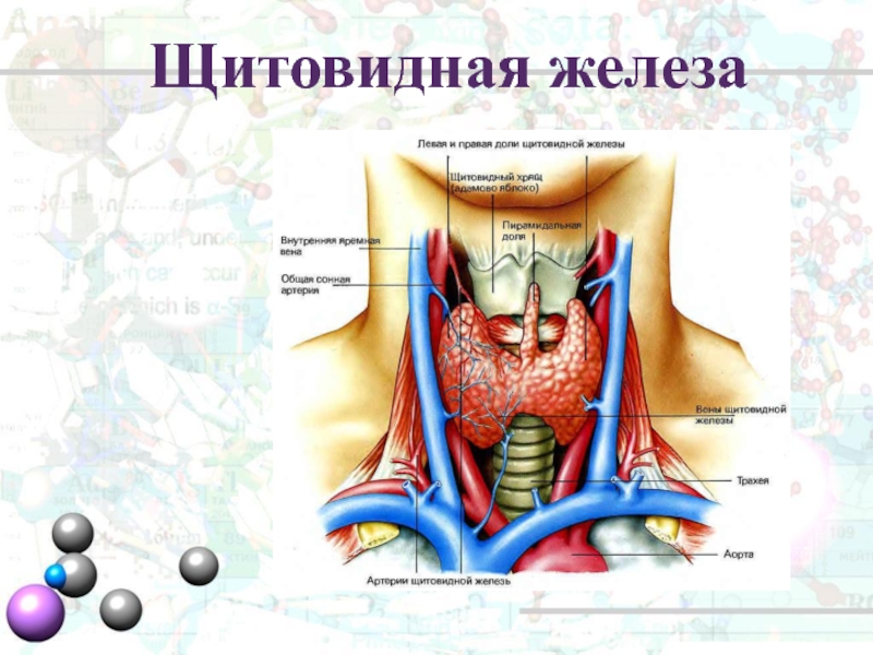 В какой полости расположена щитовидная железа. Хрящ щитовидной железы. Щитовидный хрящ и щитовидная железа.