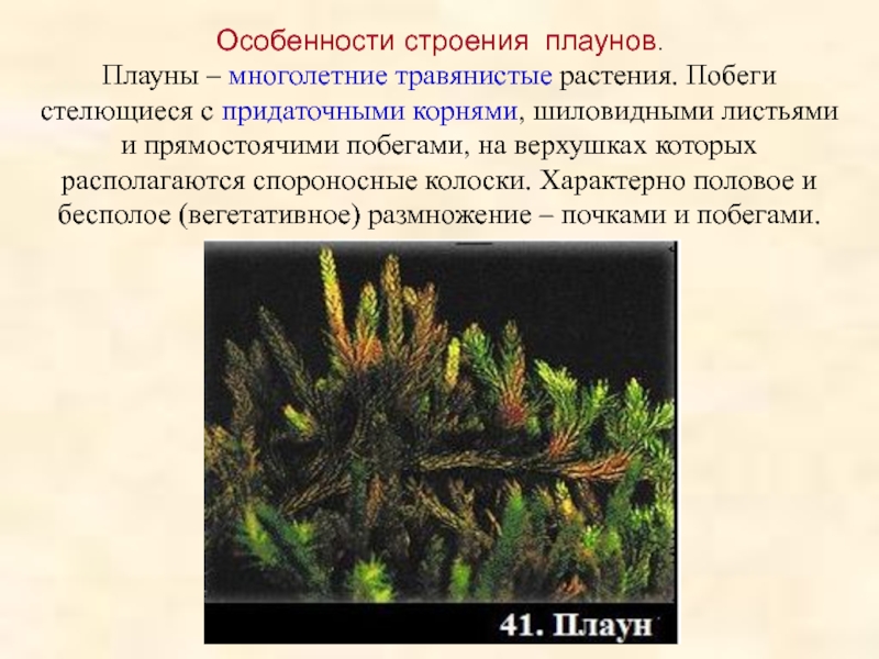 Плауны хвощи папоротники 6 класс биология презентация