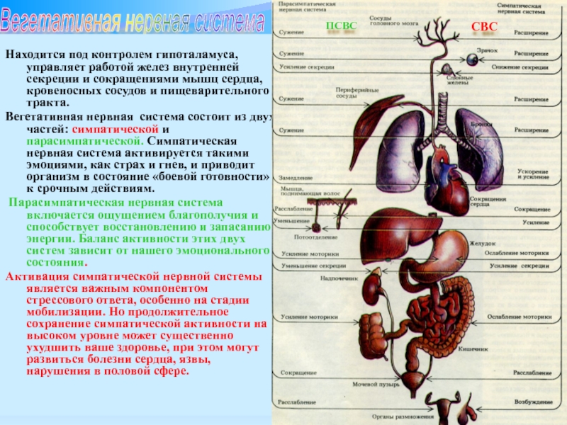 Как влияют симпатические нервы на органы человека