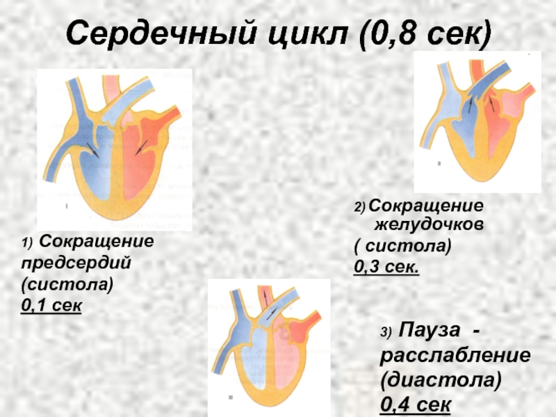 Сокращение предсердий в сердечном цикле. Сокращение предсердий систола желудочка. Строение сердца систола диастола. Сердечный цикл систола предсердий систола желудочков диастола. 3 Фазы сердечного цикла.