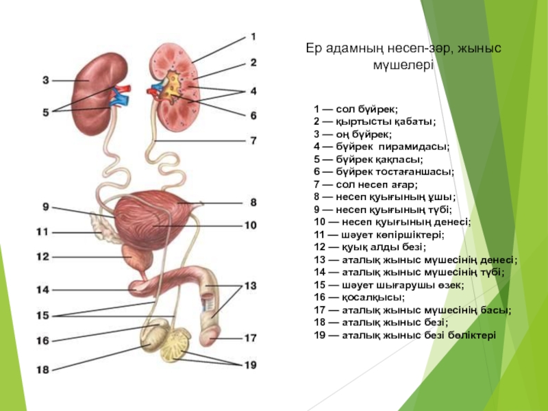 Бүйрек анатомиясы презентация