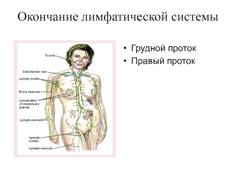 Анатомия лимфатической системы презентация,доклад