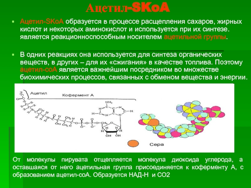 Конечными продуктами расщепления