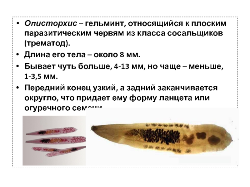 К какому типу относят червей. К плоским червям относятся. К паразитическим плоским червям относят. Какие гельминты относятся к классу трематоды. Паразиты человека таблица.