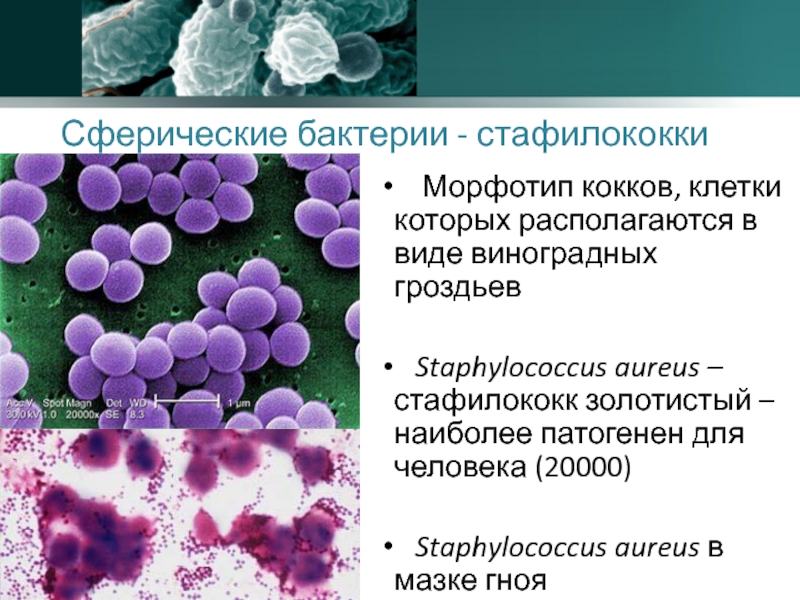 Бактерии staphylococcus aureus