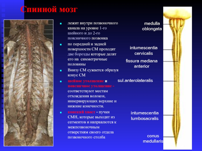 Поясничное утолщение спинного