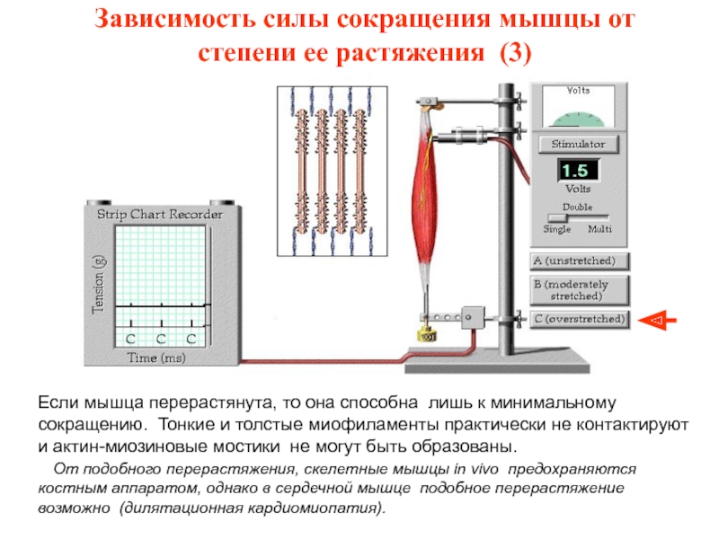 Сила сокращения мышц