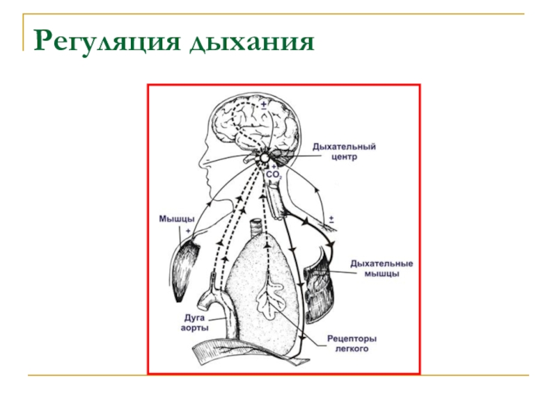 Регуляция дыхания. Механизм вдоха и выдоха регуляция дыхания. Механизмы регуляции внешнего дыхания. Регуляция внешнего дыхания схема. Регуляция дыхания охрана воздушной среды.