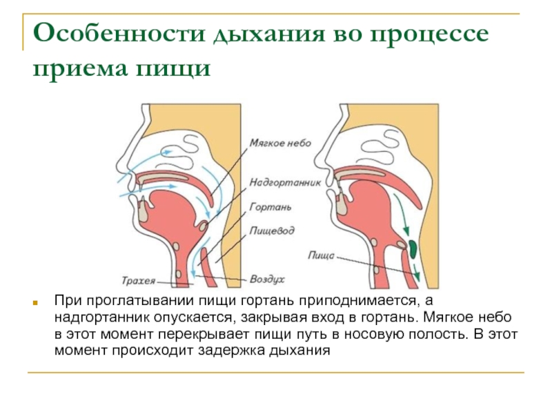 При глотании надгортанник