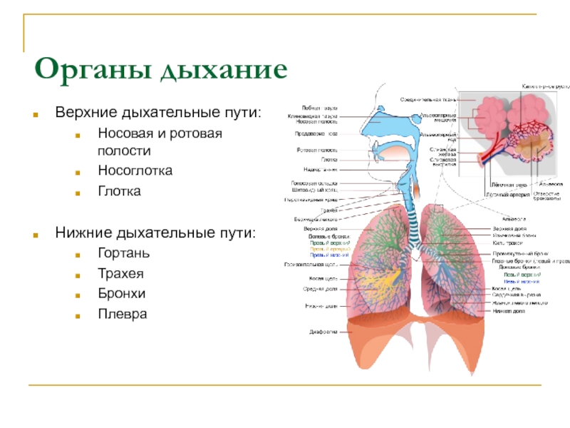 Верхние дыхательные пути это. Верхние дыхательные пути 2. нижние дыхательные пути. Верхние и нижние дыхательные пути схема. Органы дыхательной системы носовая полость. Верхние и нижние дыхательные пути человека схема расположения.