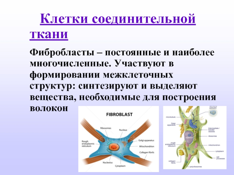 Клетки соединительной ткани. Клетки соединительной ткани фибробласты. Фибробласты секретируют.