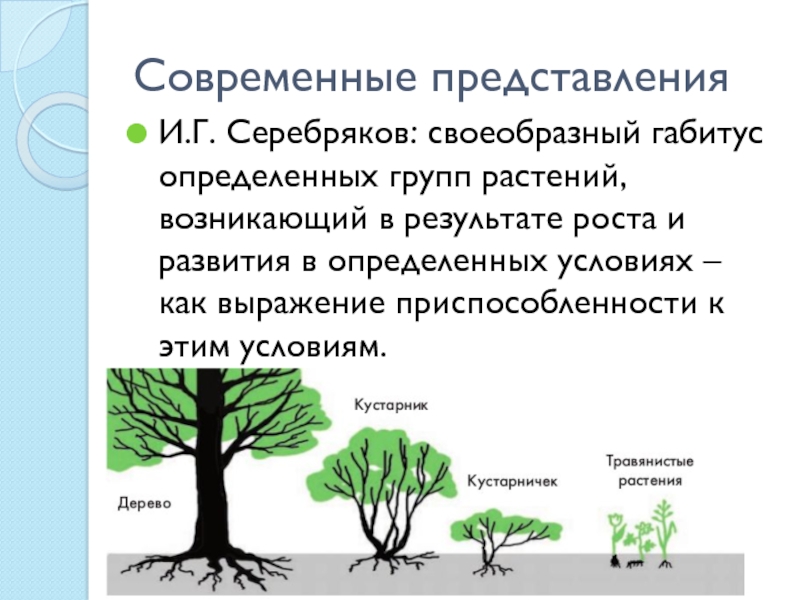 Презентация на тему жизненные формы растений