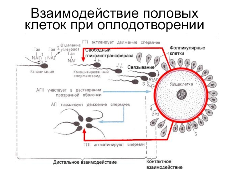 Оплодотворение половых клеток. Дистантное и контактное взаимодействие спермиев и яйцеклетки. Динамическая схема движения сперматозоидов. Схема взаимодействия сперматозоида с ооцитом. Контактное взаимодействие оплодотворение.