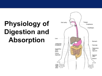 Physiology of digestion and absorption