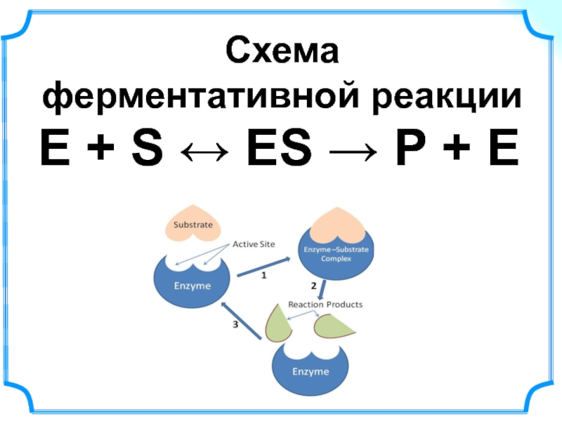 Схема ферментативной реакции