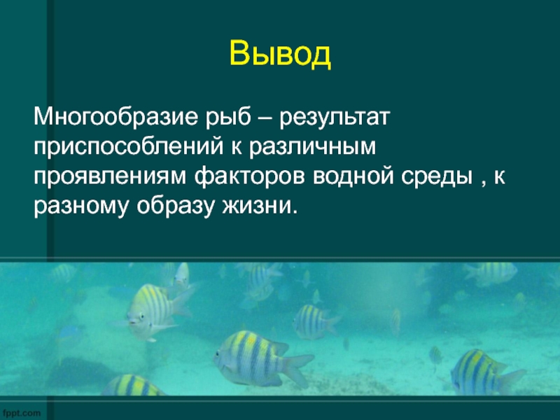 Приспособленность рыб к жизни