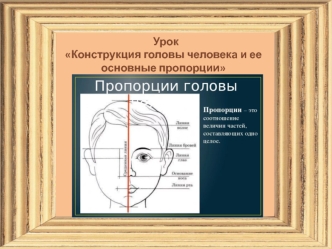 Конструкция головы человека и ее основные пропорции