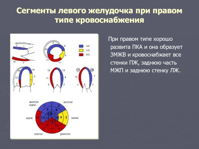 Сегменты левого желудочка на эхокг схема