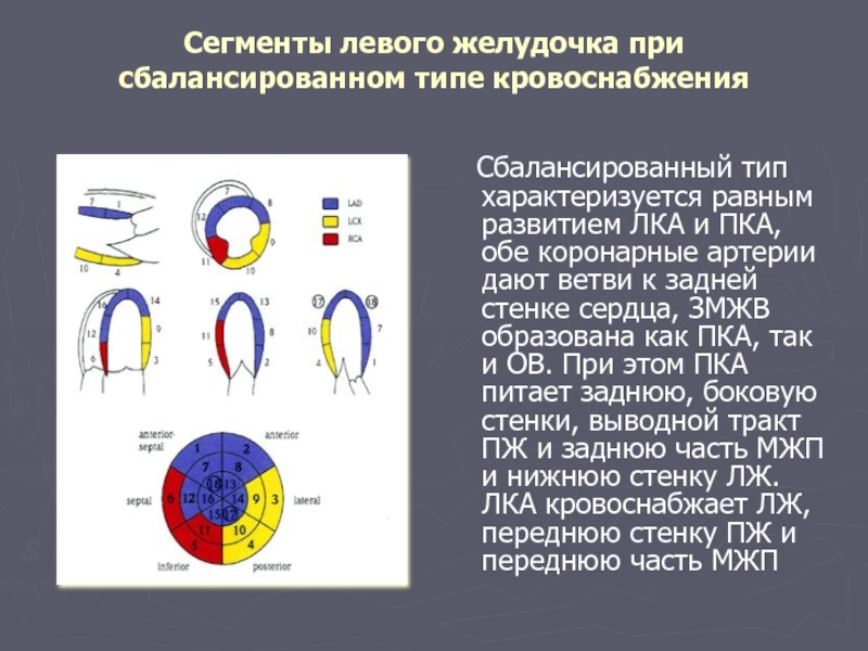 Сегменты миокарда левого желудочка схема