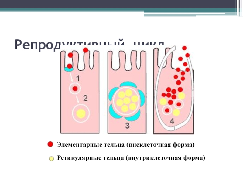 Элементарные тельца хламидий. Внеклеточная форма хламидий. Элементарные и ретикулярные тельца хламидий. Внеклеточной формой хламидий является. Репродуктивный цикл хламидии.