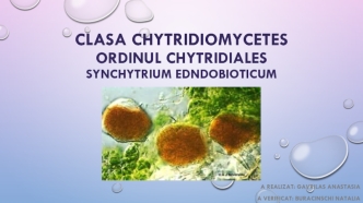 Clasa chytridiomycetes. Ordinul Chytridiales synchytrium edndobioticum