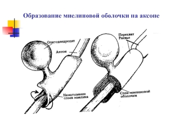 Образование миелиновой оболочки на аксоне