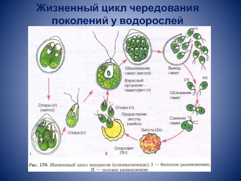 Схема жизненного цикла водоросли