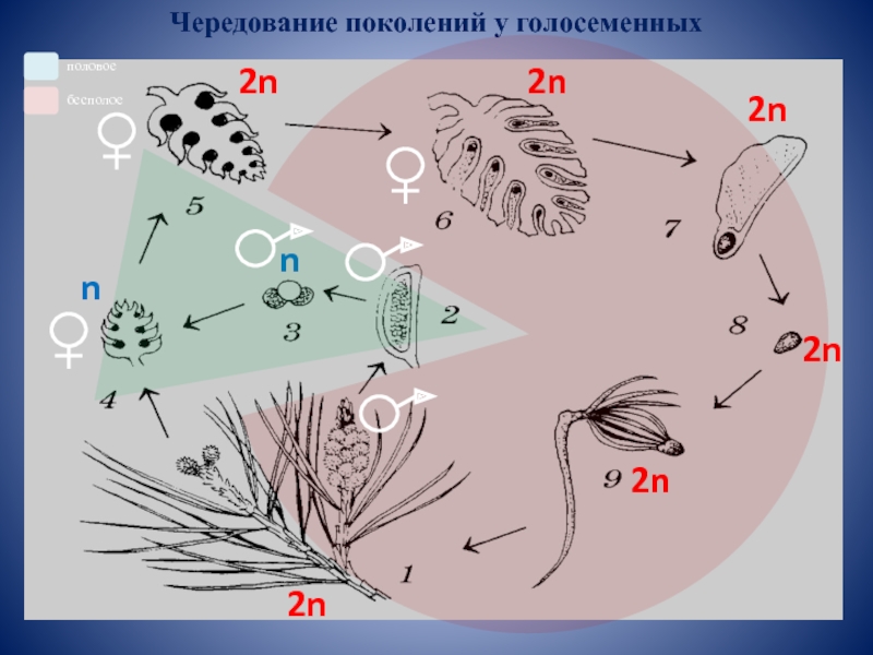 Чередование поколений