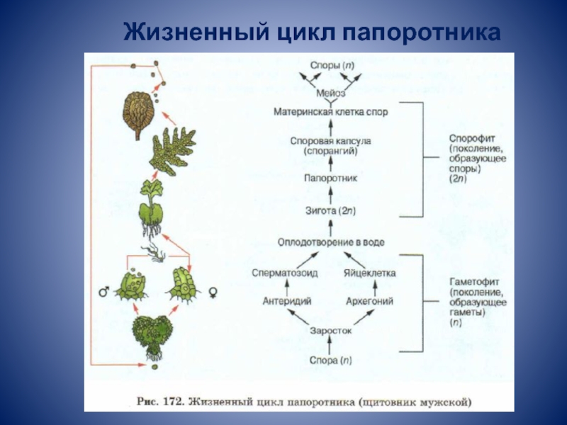 Какими цифрами обозначены на рисунке цикл развития папоротника гаплоидные стадии развития