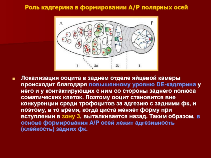 Генетический контроль развития растений. Генетический контроль развития организма. Как осуществляется генетический контроль развития. Герминативно-клеточные новообразования;. Кадгерины.