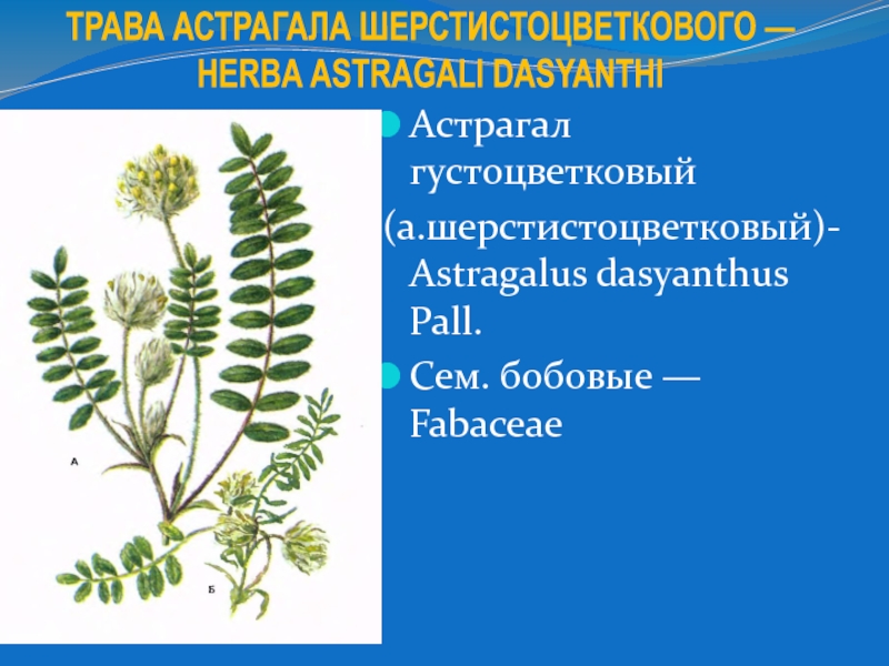 Доклад: Астрагал шерстистоцветковый