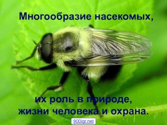 Многообразие насекомых, их роль в природе, жизни человека и охрана