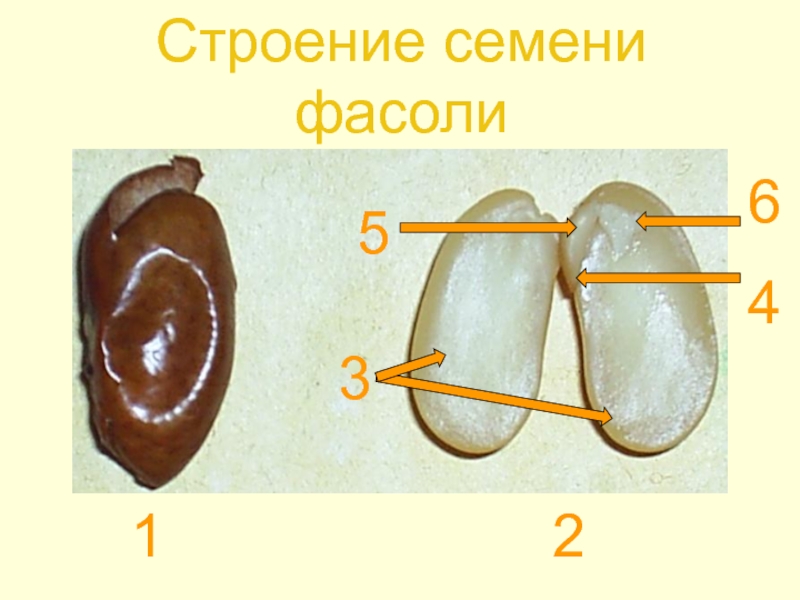 Строение фасоли рисунок