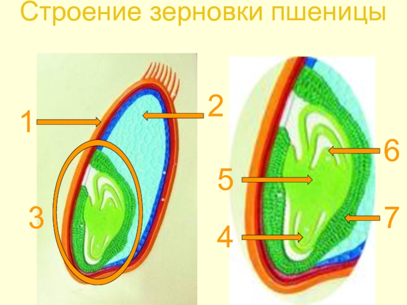 Зерновка пшеницы строение. Строение зерновки. Формирование зерновки пшеницы. Строение зерновки гречихи. Какое строение имеет Зерновка пшеницы.