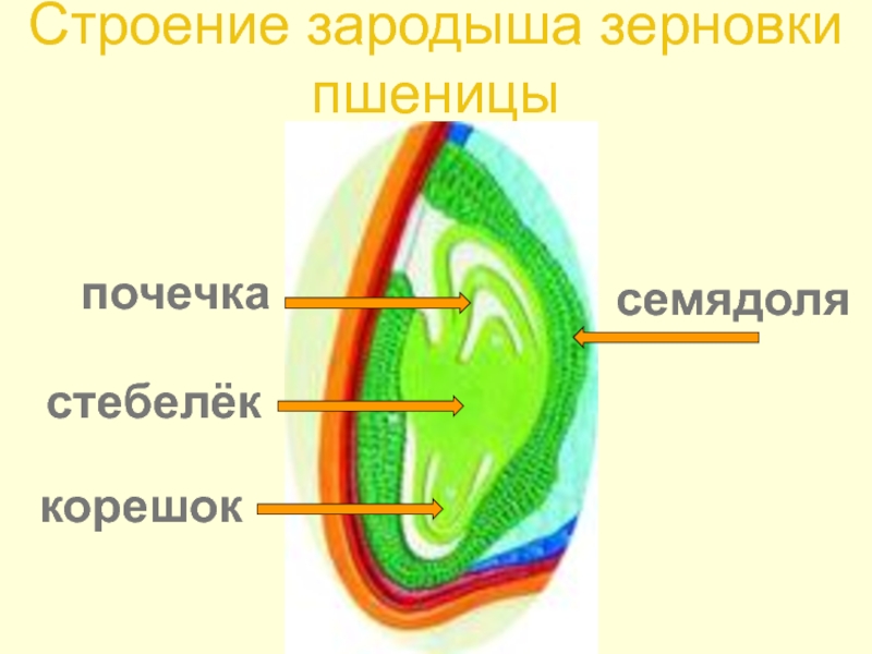 Строение 25. Строение зародыша зерновки пшеницы. Строение зародыша. Корешок стебелек почечка. Структура зародыша.