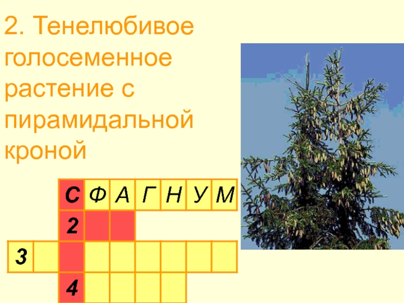 Кроссворд голосеменные. Кроссворд Голосеменные растения. Кроссворд по теме голосемянные. Кроссворд по теме Голосеменные растения. Кроссворд на тему Голосеменные.