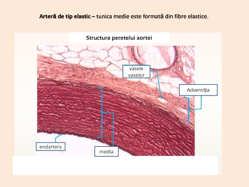 Артерия эластического типа рисунок