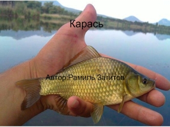 Рыбоводство. Карась