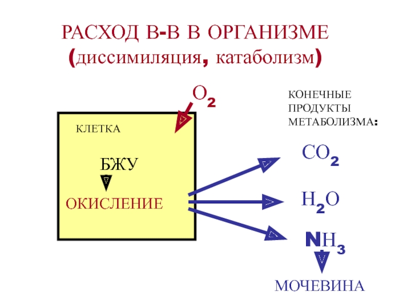 Энергетический обмен энергетический баланс. Конечные продукты метаболизма. Диссимиляция катаболизм. Конечные продукты диссимиляции белков жиров углеводов. Мочевина конечный продукт метаболизма.