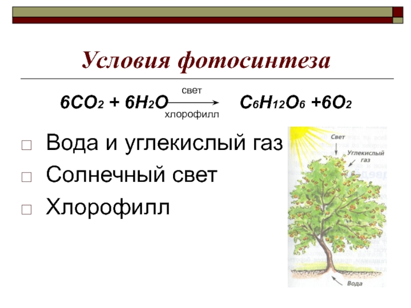 Фотосинтез презентация қазақша